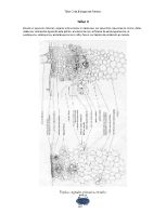 Taller2-BiolPlantas-TejidosPrimarios.pdf.PDF